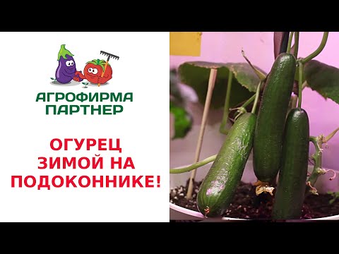 ОГУРЕЦ ЗИМОЙ НА ПОДОКОННИКЕ!