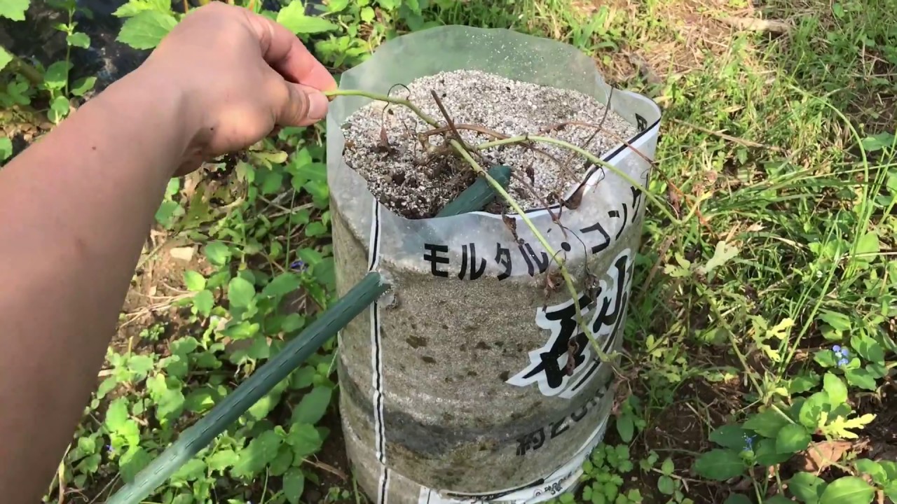 動画で家庭菜園 スイカの砂袋栽培 最終結果報告 結局 植えつけ時期の重要性を再認識した栽培でした ｈ29 9 22 Youtube