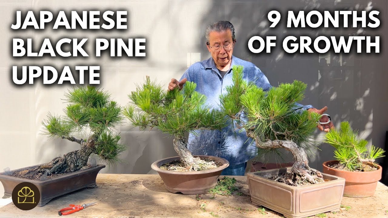 Bonsai Techniques: Updating & Refining 4 Japanese Black Pine Bonsai