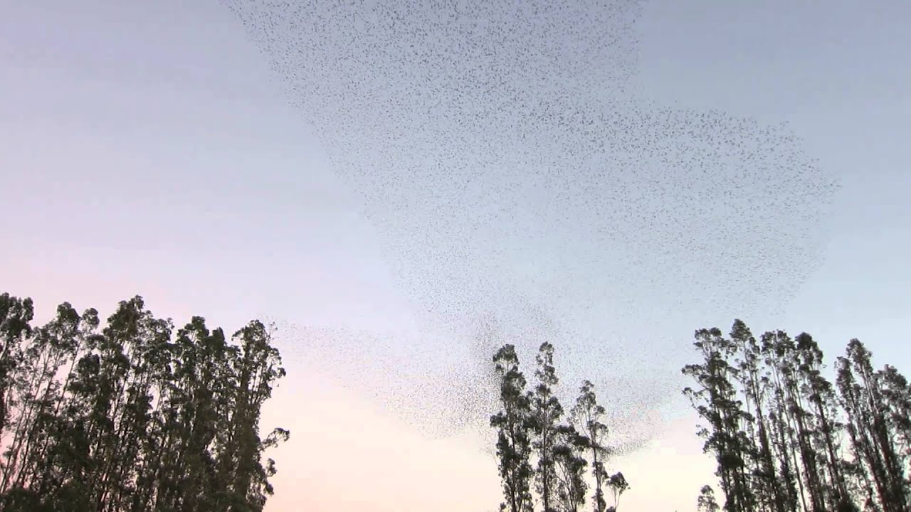 Bird Tornado YouTube