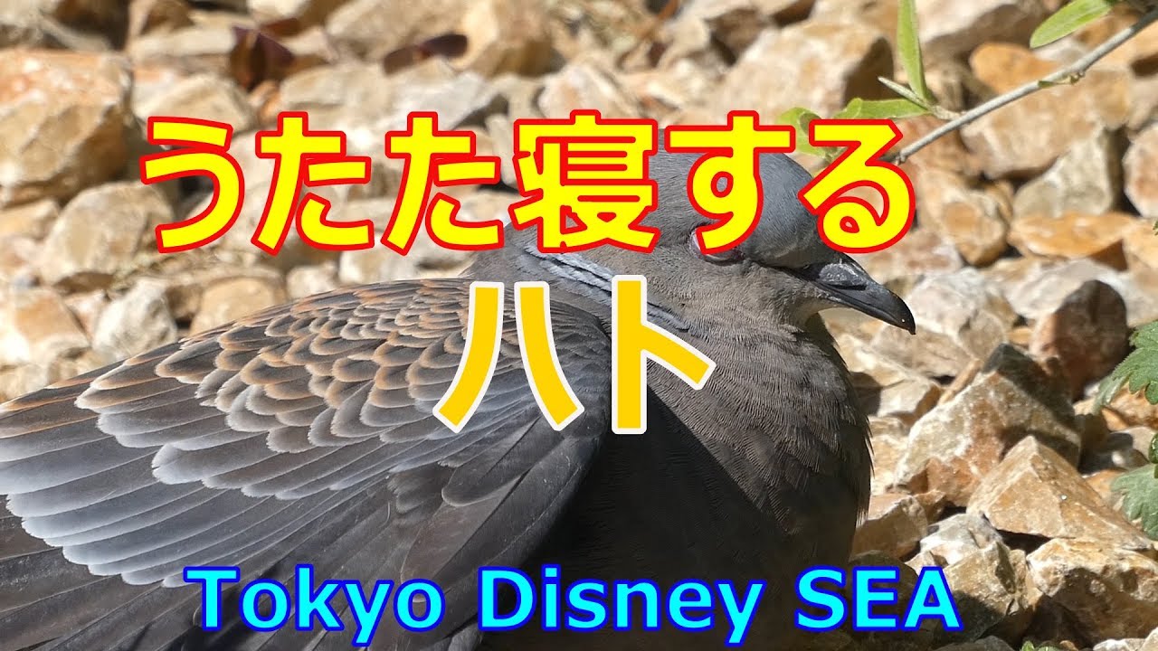 うたた寝をするハトwww 19 04 14 ディズニーシー Tds Tokyo Disney Sea Youtube うたた寝をするハトwww 19 04 14 ディズニーシー Tds Tokyo Disney Sea Youtube