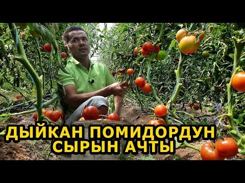 Video: Мыкты түшүм алуу үчүн күнөсканада помидорго кантип кам көрүү керек?
