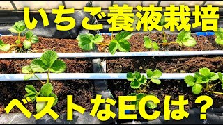 いちごの養液栽培にベストな液肥のecは トマトやメロンにも応用可能な肥料の量 Youtube