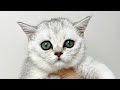 Adorable silver  british shorthair silver female kitten  lux paw cattery