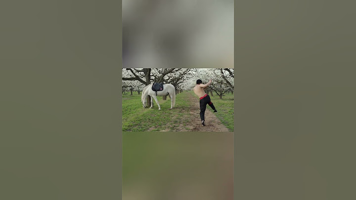 Yo yo horses, practice boxing#shorts
