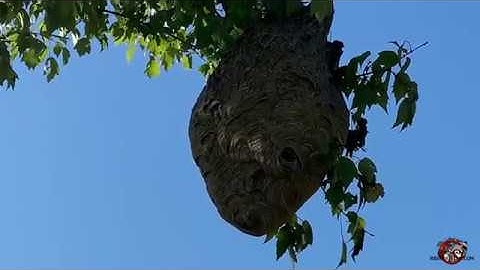 Removing a Huge Hornets Nest from a Tree