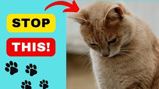 "Cracking the Code of Feline Stress: What's Bothering Your Cat?"