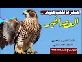 شيله طناخه الصقر ما تلعب عليه العصافير محمد العباسي 2023 