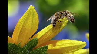 Amazing Photographs With Bees