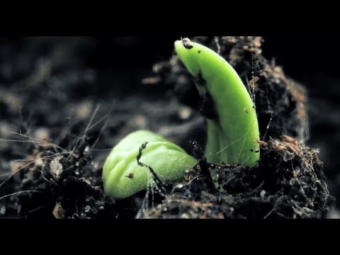 Video: Mituri De Grădinărit Organic