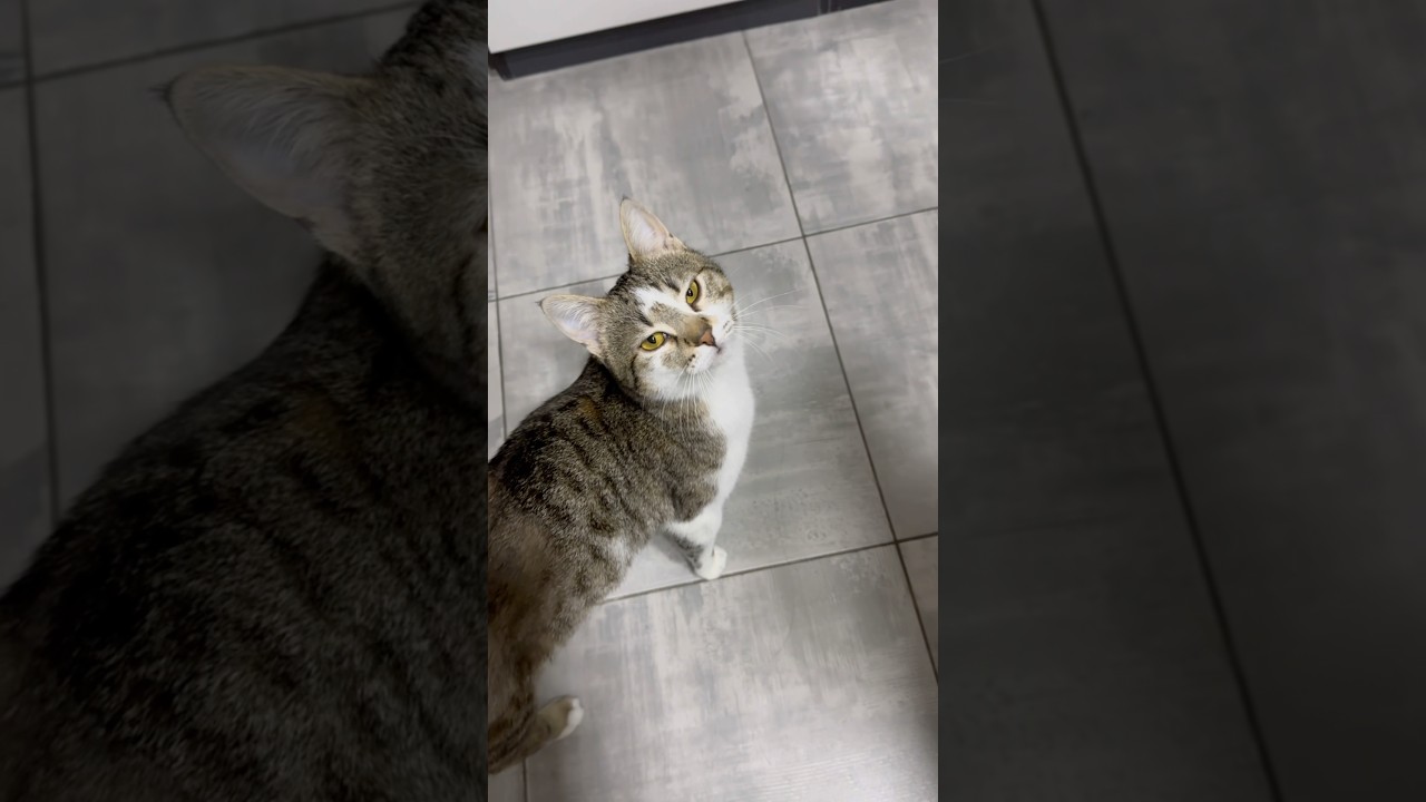 Котику Полосатику сняли металлоконструкцию и сделали кастрацию.