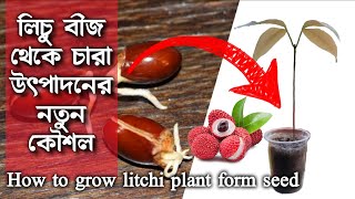 How to grow Lychee plant from seed | লিচু বীজ থেকে চারা উৎপাদন । লিচুর বীজ থেকে চারা