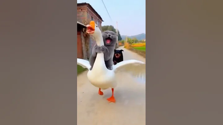 Watch the video about How To Escape A Rottweiler chase? #britishshorthair #funny #viralcats #funnycats #cat #funnyanimals