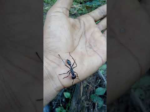 Video: ¿Muerden las hormigas espinosas de cola dorada?
