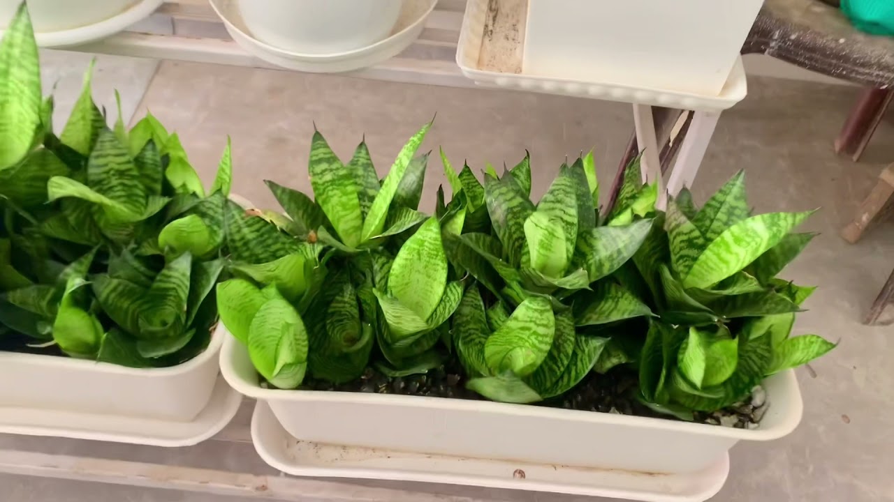 A tour of Green Corners in our garden 