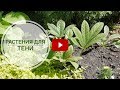 Что посадить в тени? 🌺 Лучшие теневые растения 🌺 видео обзор тенелюбивых растений hitsadTV