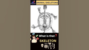 X-ray: Guess the Animals as bones 🦴.#skeleton #shorts #animals