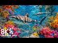 Dive Into the Mesmerizing Underwater Realm — Explore Vibrant Ocean Life in 8K UHD