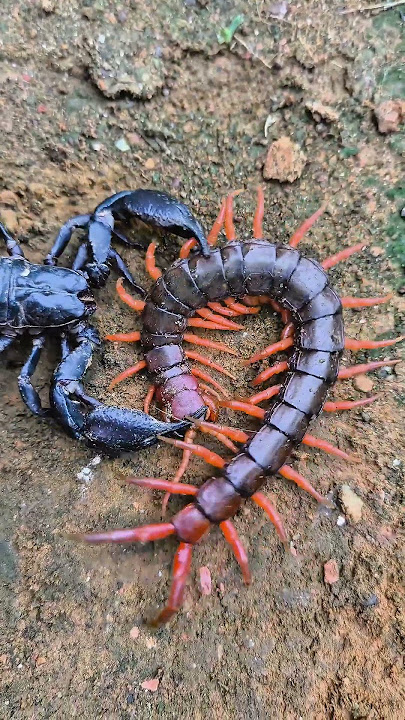 The battle of life and death between scorpion and poisonous centipede