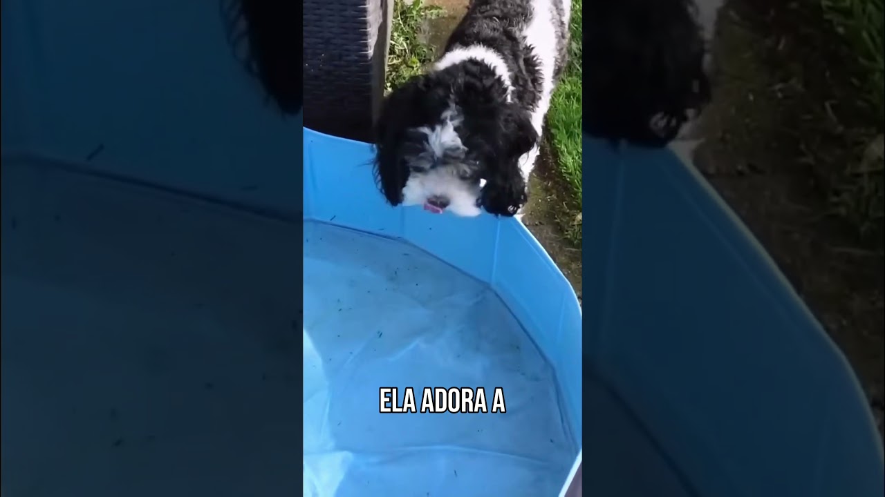 A cachorrinha indignada kkkk