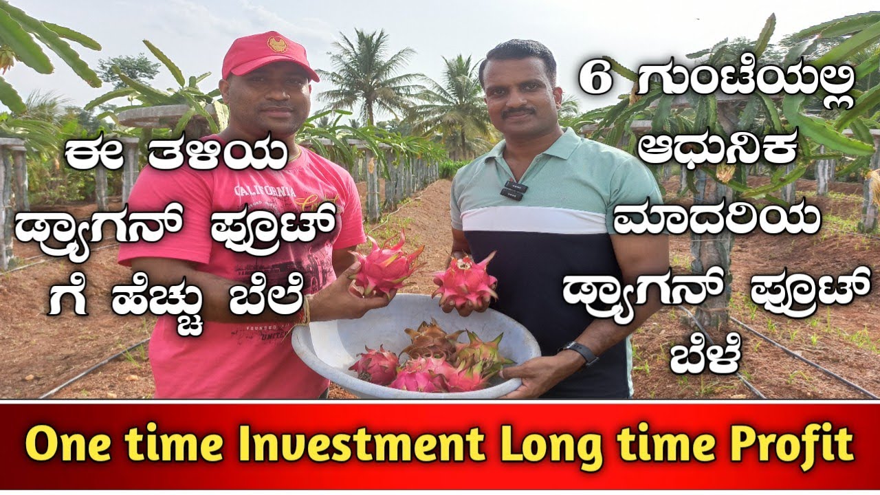 ಡ್ರ್ಯಾಗನ್ ಫ್ರೂಟ್|Dragon fruit|Dragon fruit farming|Dragon fruit cultivation|Dragon fruit farm|Dragon