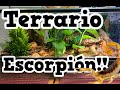 ¿Cómo Hacer un Terrario para un  Escorpión? (heterometrus cf. laoticus) ///Gonzalez vk