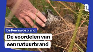 Is Een Brand Alleen Maar Slecht Voor Een Natuurgebied? L1