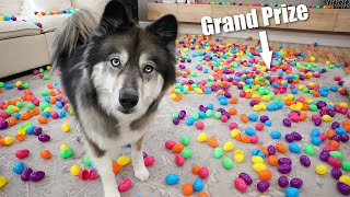 I hid 1 Grand Prize Among 1,200 Easter Eggs... Will she find it? by My Mountain Husky 55,246 views 1 year ago 5 minutes, 40 seconds