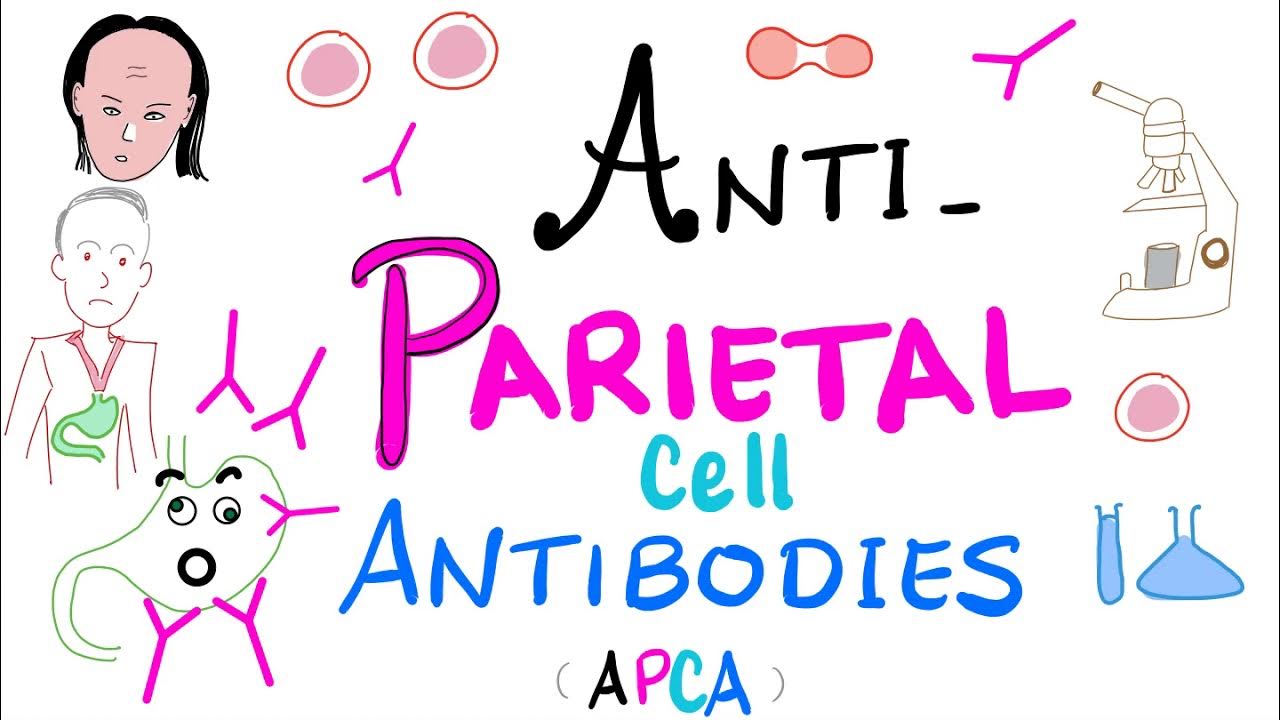 AntiParietal Cell Antibodies (APCA) YouTube