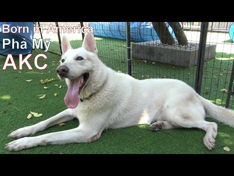 Video: AKC công bố những con chó phổ biến nhất ở Mỹ