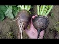Black Radish Harvest from Garden | Happy Plants Urdu