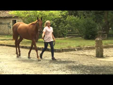 Arqana August Sale
