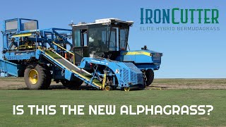 Is This the New Alpha Grass?? // IronCutter Elite Hybrid Bermuda
