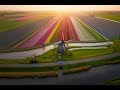 Tulips in The Netherlands 4k