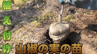 【山椒の実の苗】植え付け動画