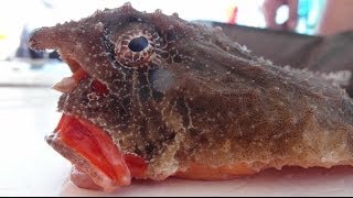 Красногубый нетопырь Карибского моря. Ogcocephalus и песчаные угри.