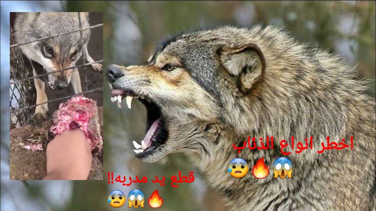 الذئب الرمادي...اخطر انواع الذئاب ...شاهده يفترس مدربه😱🔥😰 - YouTube