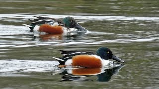 Bird Facts: Northern Shoveler Duck Feeding Behaviour