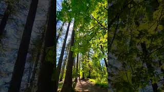 Into the Washington forest