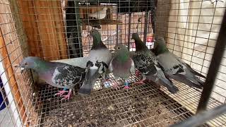 Big Andy’s One Loft Race - Our Bird’s Returned