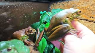Angus and Long Frog try to eat their Dinner Politely! Everyone else Helps!