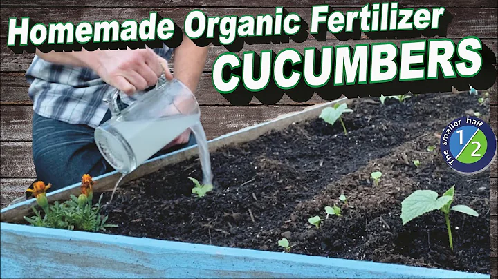 Easy Homemade Organic fertilizer for Cucumbers
