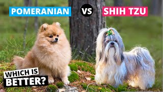 Pomeranian vs. Shih Tzu: Which is Better?