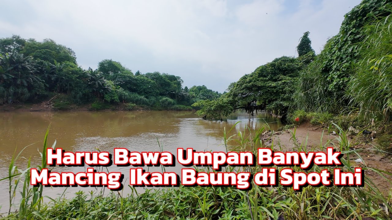 IKAN LAGI GACOR UMPAN HABIS || Macing Ikan Baung Di Sungai Cisadane