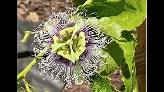 Beautiful Tropical Plants