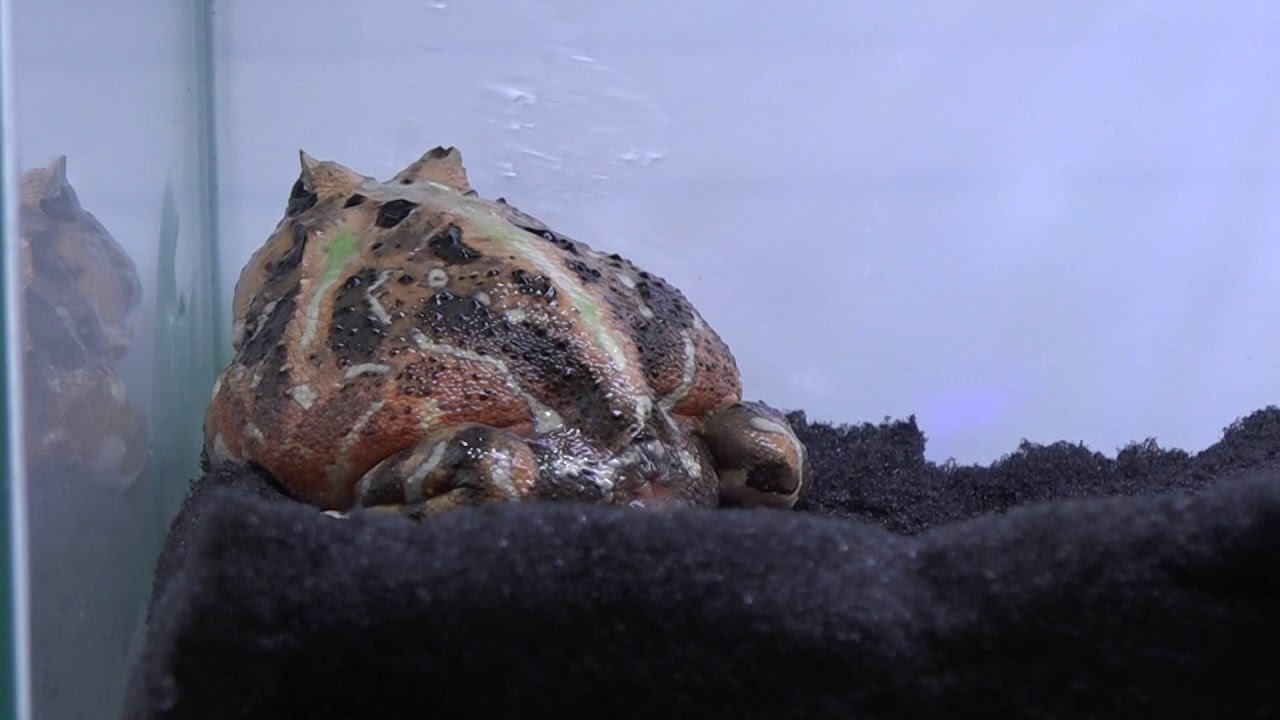 ブラジルツノガエル Ceratophrys auritai ラボ 日本最大級の体感型