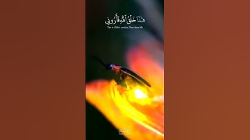 هذا خلق الله - ياسر الدوسري سورة لقمان #quran #قران_كريم