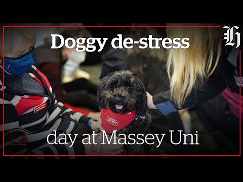 Readjusting to Massey University face-to-face | Local Focus
