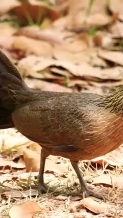 suara pikat ayam hutan betina manggil jantan dijamin langsung datang