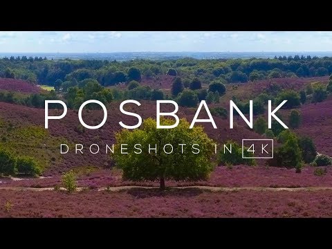 Paarse heidevelden Posbank / Veluwezoom (Arnhem) in 4K | Drone video